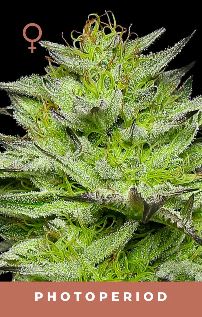 Close-up of a cannabis plant with frost on its leaves, labeled 'Photoperiod'.
