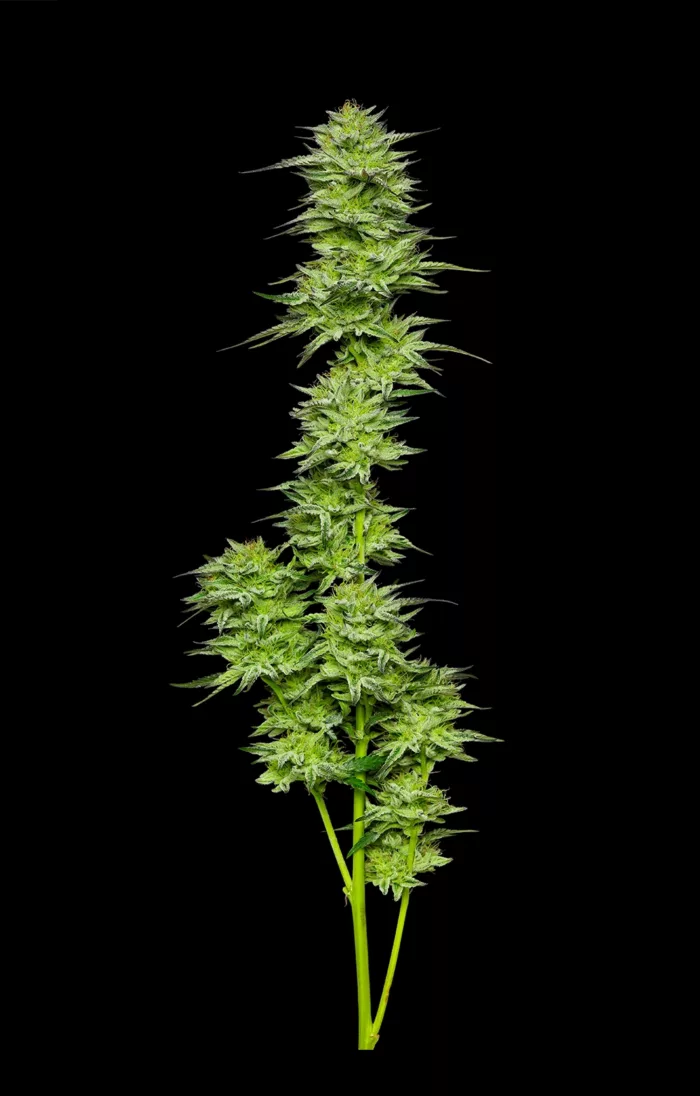 Green cannabis plant on a black background