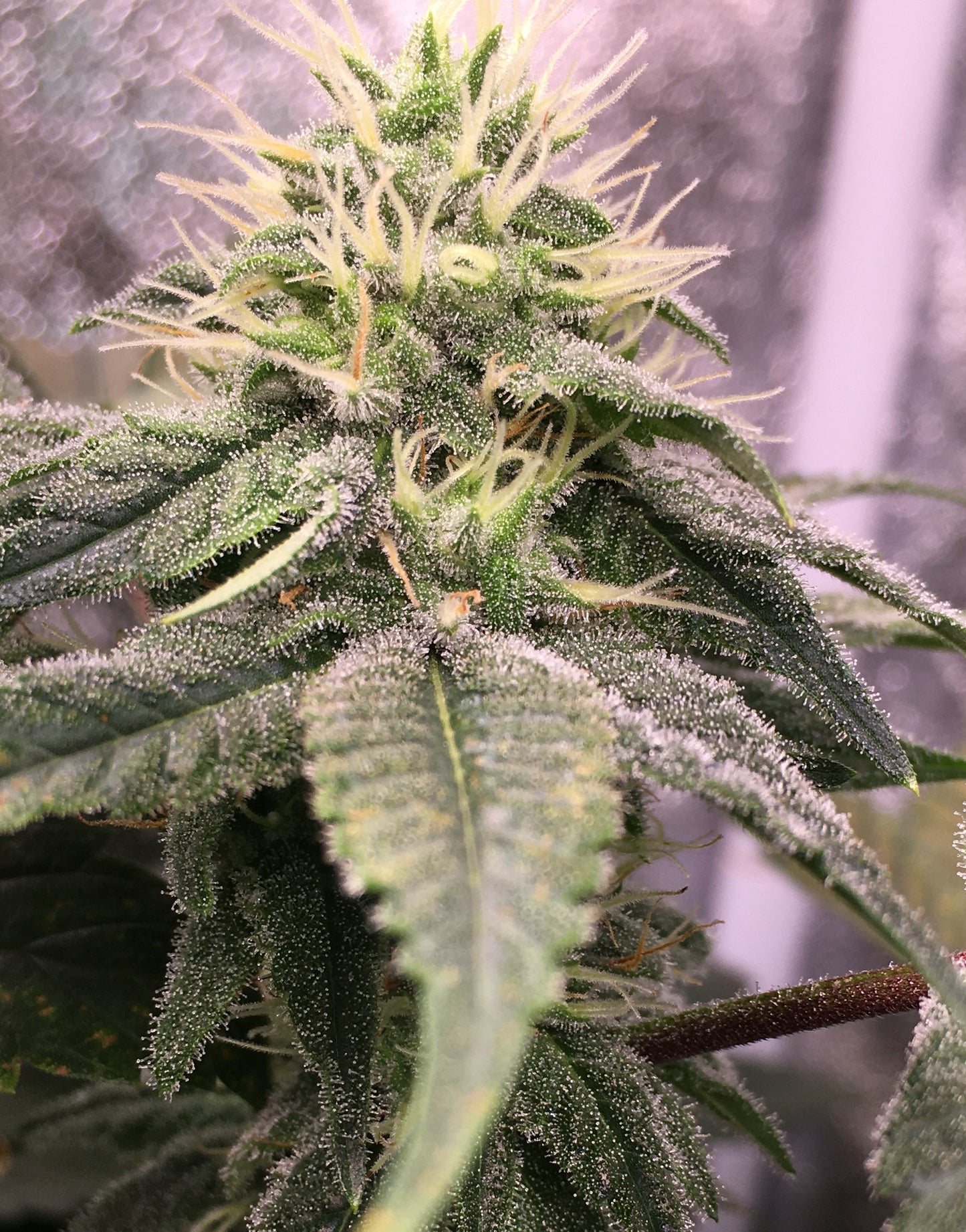 Northern Lights #7 - Breedlove Geneticse