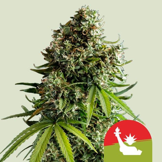 Mature cannabis plant with a red and green logo in the corner