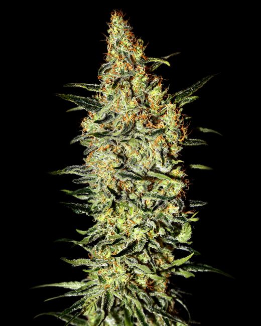 Close-up of a cannabis plant bud against a black background