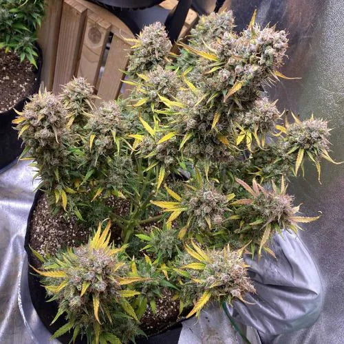 Potted cannabis plant with large buds on a reflective surface