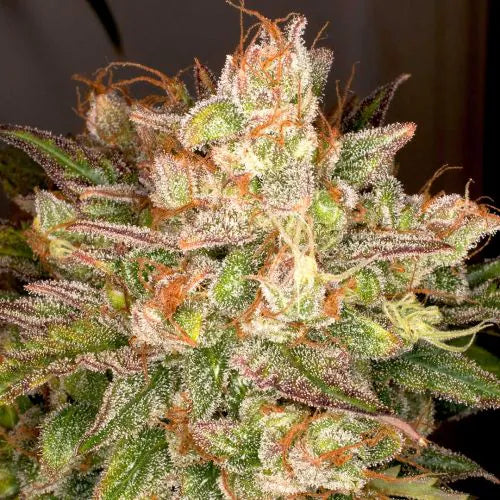 Close-up of a cannabis plant with green leaves and orange buds.