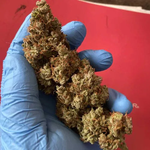 Hand wearing blue gloves holding a large cannabis bud against a red background
