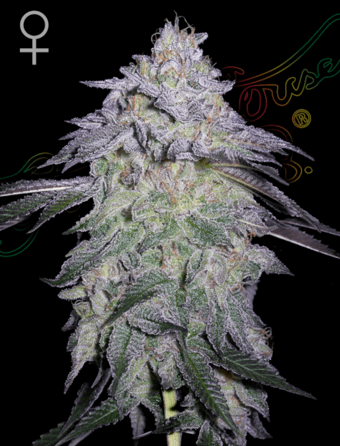 Close-up of a cannabis plant bud with a black background