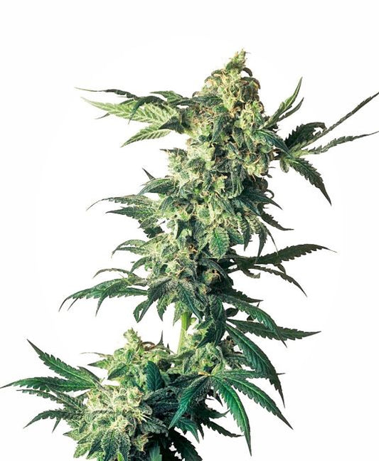 Mature cannabis plant with large buds on a white background