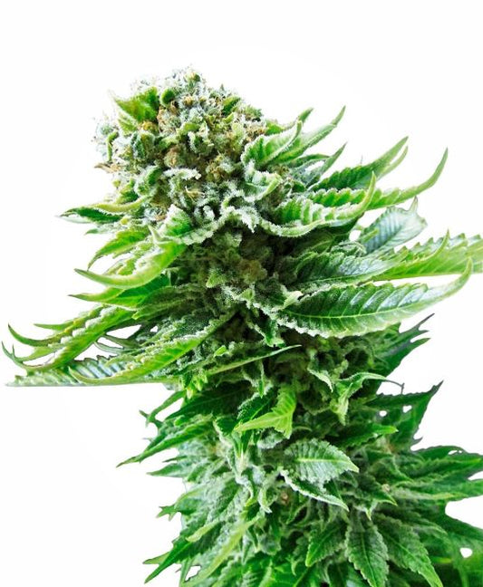 Close-up of a cannabis plant with green leaves on a white background