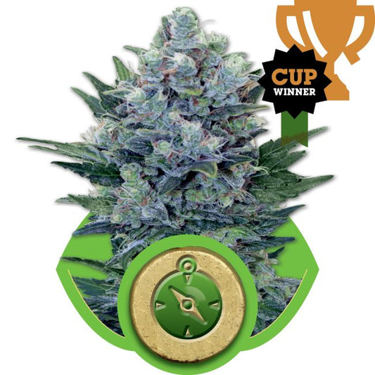 Cannabis plant with a 'Cup Winner' badge on a white background