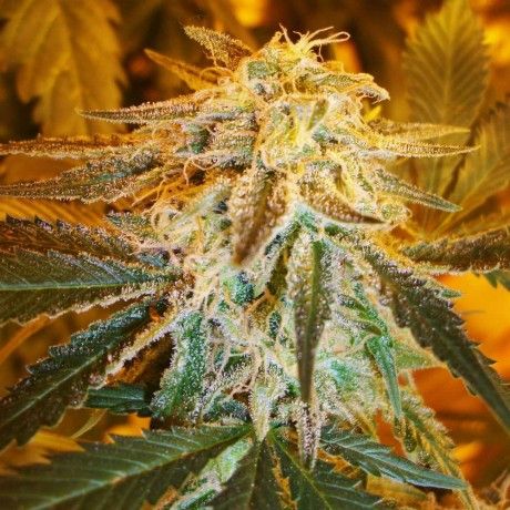 Close-up of a cannabis plant with a blurred background