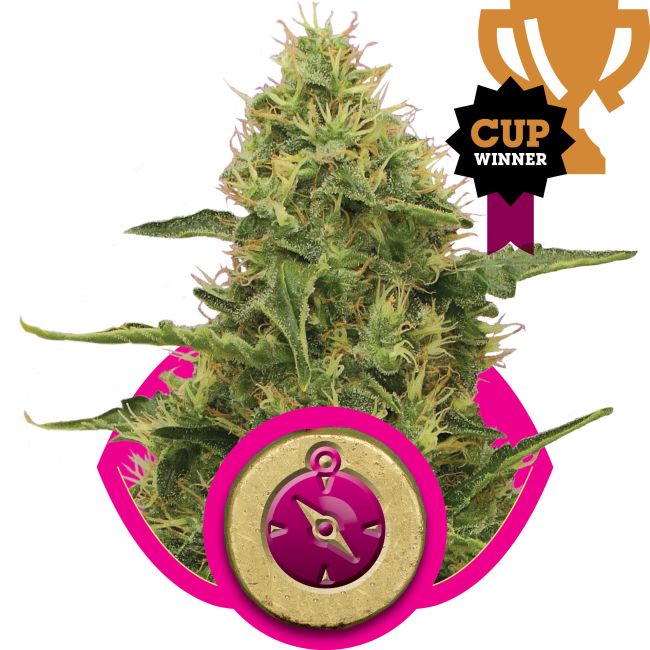 Cannabis plant with a trophy and compass graphic on a white background