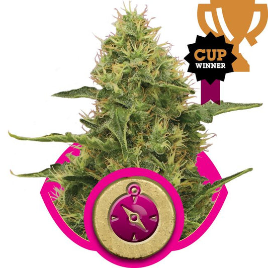 Cannabis plant with a trophy and compass graphic on a white background