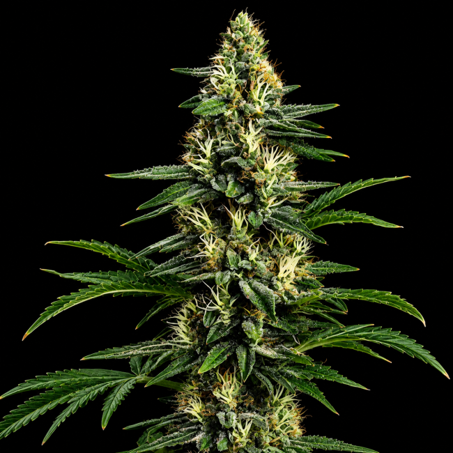 Northern Lights 99 (Brothers Grimm Collab) - Seedsman
