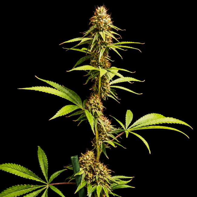 Northern Lights 99 (Brothers Grimm Collab) - Seedsman