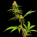 Northern Lights 99 (Brothers Grimm Collab) - Seedsman