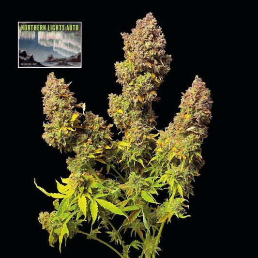 Mature cannabis plant with large buds on a black background, featuring 'Northern Lights Auto' branding.