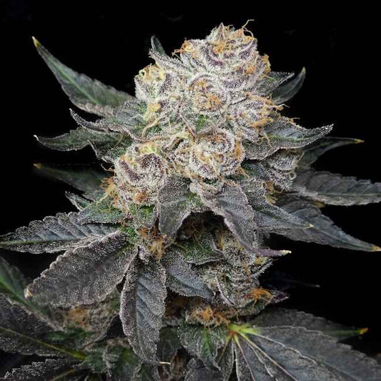 Close-up of a cannabis plant bud with a black background