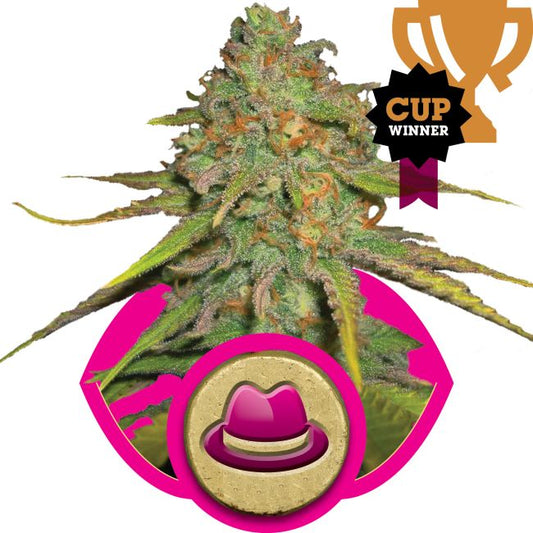 Marijuana plant with a 'Cup Winner' badge and pink hat icon on a white background