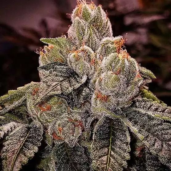 OGDLUX BX3 - Ethos Genetics