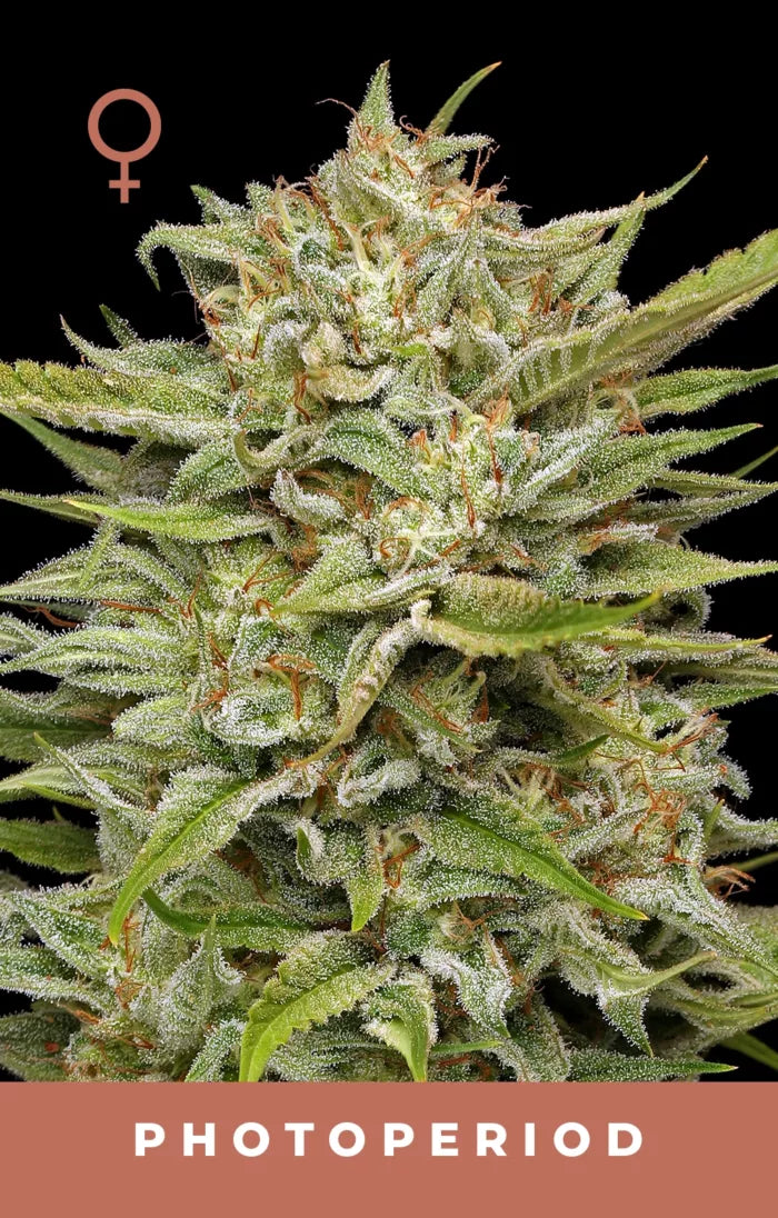 Close-up of a cannabis plant with frost on its leaves, labeled 'Photoperiod'.