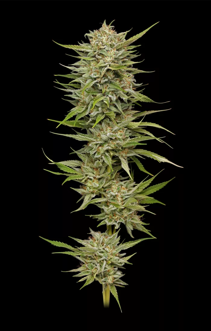 Cannabis plant with dense buds on a black background