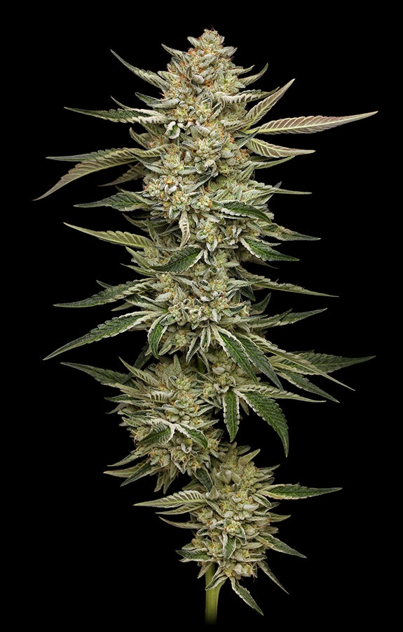 Close-up of a cannabis plant on a black background