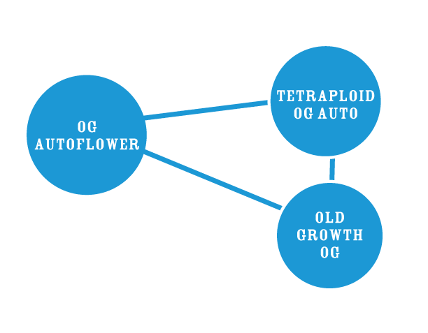Diagram showing relationships between 'OG Autoflower', 'Tetraploid OG Auto', and 'Old Growth OG' on a white background.