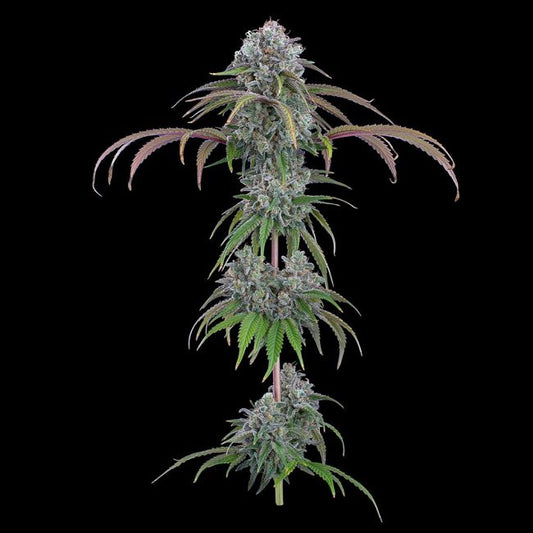 Close-up of a cannabis plant on a black background