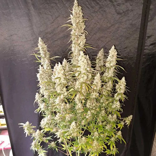 Grown cannabis plant against a dark background