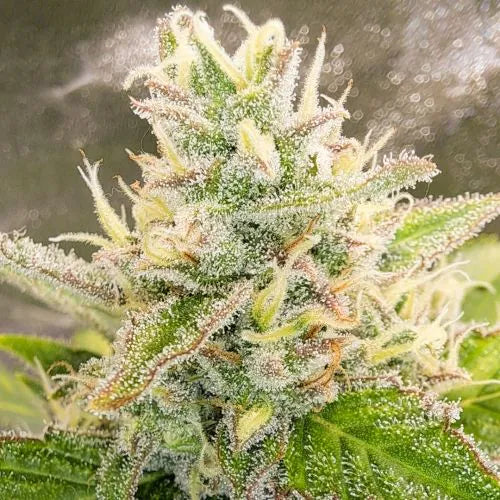 Close-up of a cannabis plant with trichomes on a blurred background