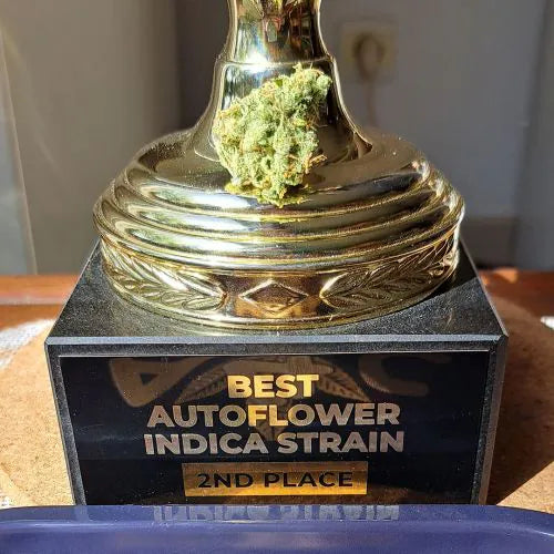 Trophy with cannabis buds on top, labeled 'Best Autoflower Indica Strain 2nd Place'.
