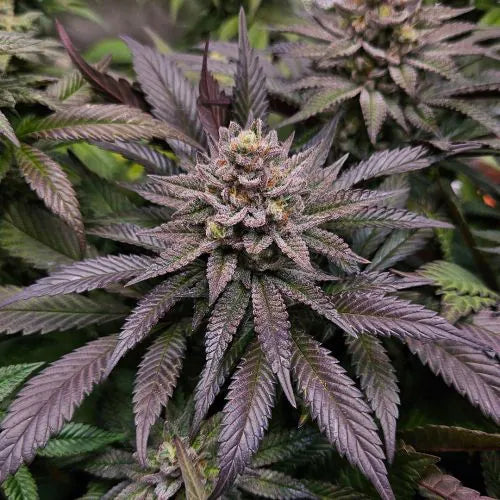 Close-up of a cannabis plant with purple leaves