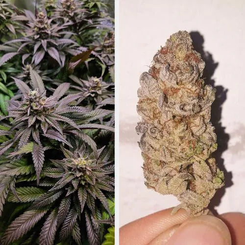 Collage of cannabis plants with close-up of a mature bud.