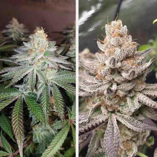 Two images of cannabis plants, one on the left showing a younger plant with green leaves, and one on the right showing a more mature plant with dense buds.