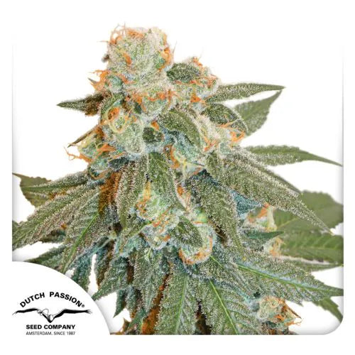Close-up of a cannabis plant with visible trichomes and leaves, branded with Dutch Passion Seed Company.