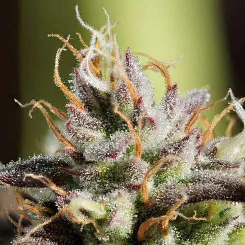 Close-up of a cannabis plant bud with trichomes on a blurred green background