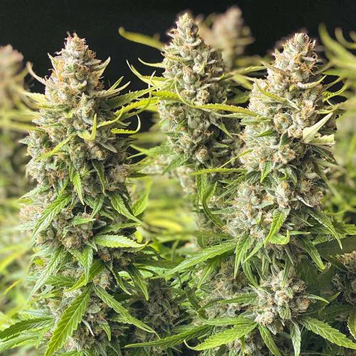 Close-up of a cannabis plant with green leaves and buds.