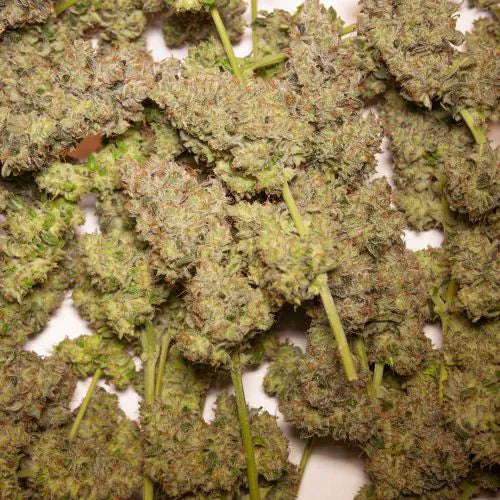 Close-up of green cannabis buds on a white background