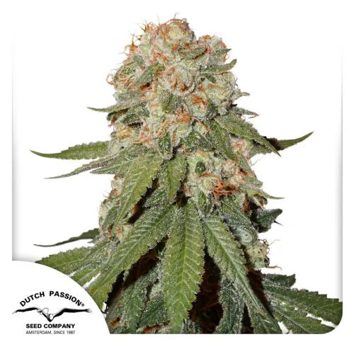 Mature cannabis plant with visible trichomes on a white background, featuring the Dutch Passion logo.