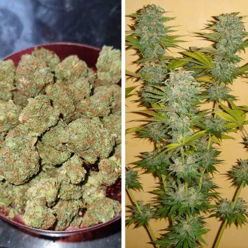 Collage of cannabis buds and plants on a yellow background