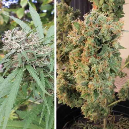 Two images of cannabis plants, one with dense buds and the other with visible orange mold.