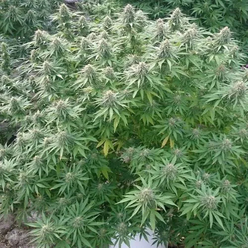 Close-up of a cannabis plant with green leaves and buds.