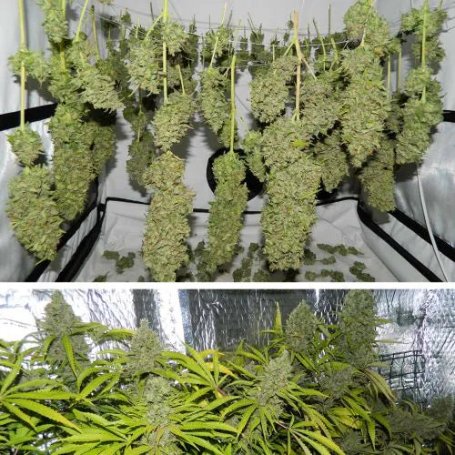 Top image: Green cannabis plants hanging to dry. Bottom image: Cannabis plants growing outdoors.