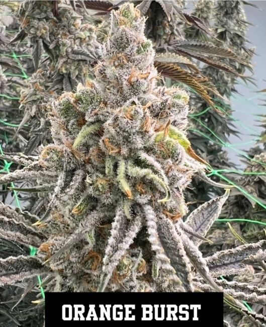 Close-up of a cannabis plant with frosty buds labeled 'Orange Burst'.