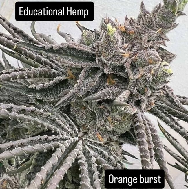 Close-up of a cannabis plant with frost on its leaves, labeled 'Educational Hemp Orange burst'.