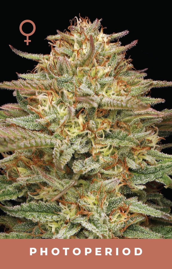 Grown cannabis plant with 'Photoperiod' text on a black background