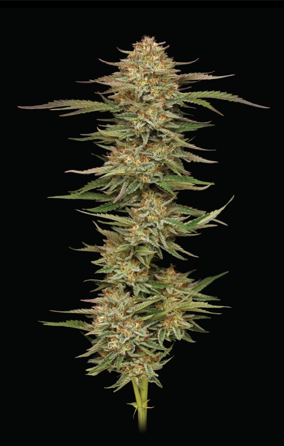 Cannabis plant with a dark background