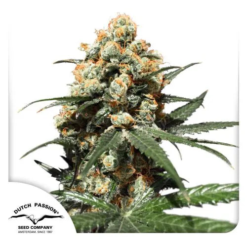 Mature cannabis plant with visible buds on a white background, featuring the Dutch Passion Seed Company logo.