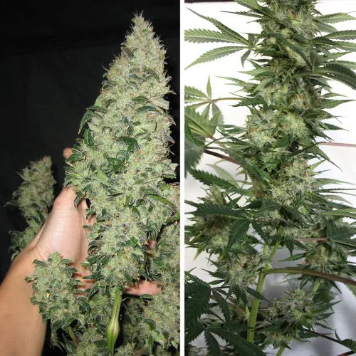 Collage of two images showing cannabis plants with large buds.