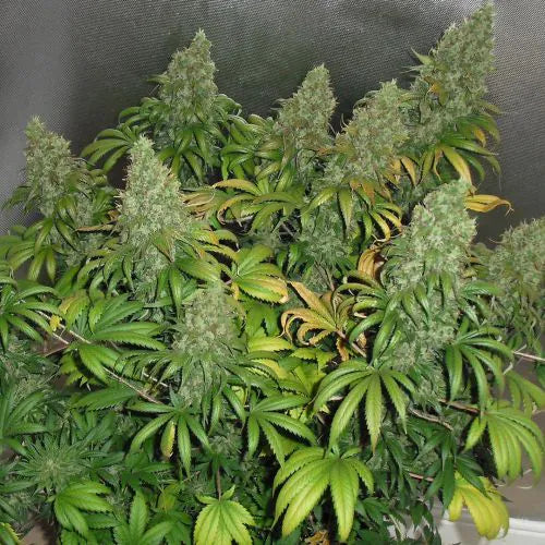 Close-up of a cannabis plant with green leaves and buds.