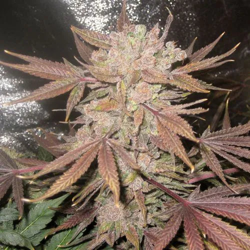 Close-up of a cannabis plant with purple and green leaves.